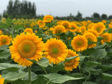 Load image into Gallery viewer, 25 Procut Gold Lite Sunflower Seeds
