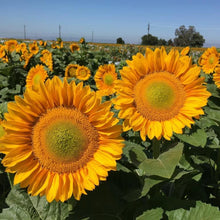 Load image into Gallery viewer, 25 Procut Gold Lite Sunflower Seeds
