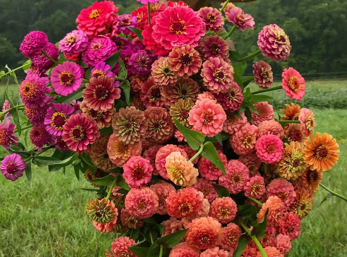 ZINNIA 100 Gold Medal Mixed Color Zinnia Flower Seeds – New Hill Farms