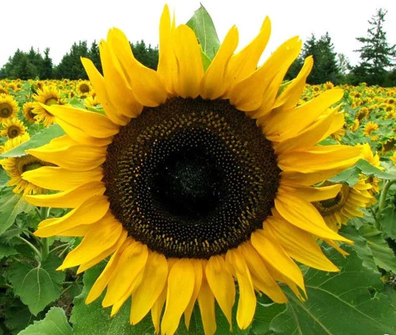 30 Heirloom Organic Grey Stripe Sunflower Seeds – New Hill Farms