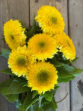 Load image into Gallery viewer, 25 Gummy Bear Dwarf Sunflower Seeds
