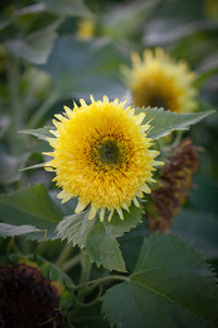 25 Gummy Bear Dwarf Sunflower Seeds