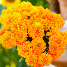 Load image into Gallery viewer, 200 Hawaiian Marigold Flower Seeds
