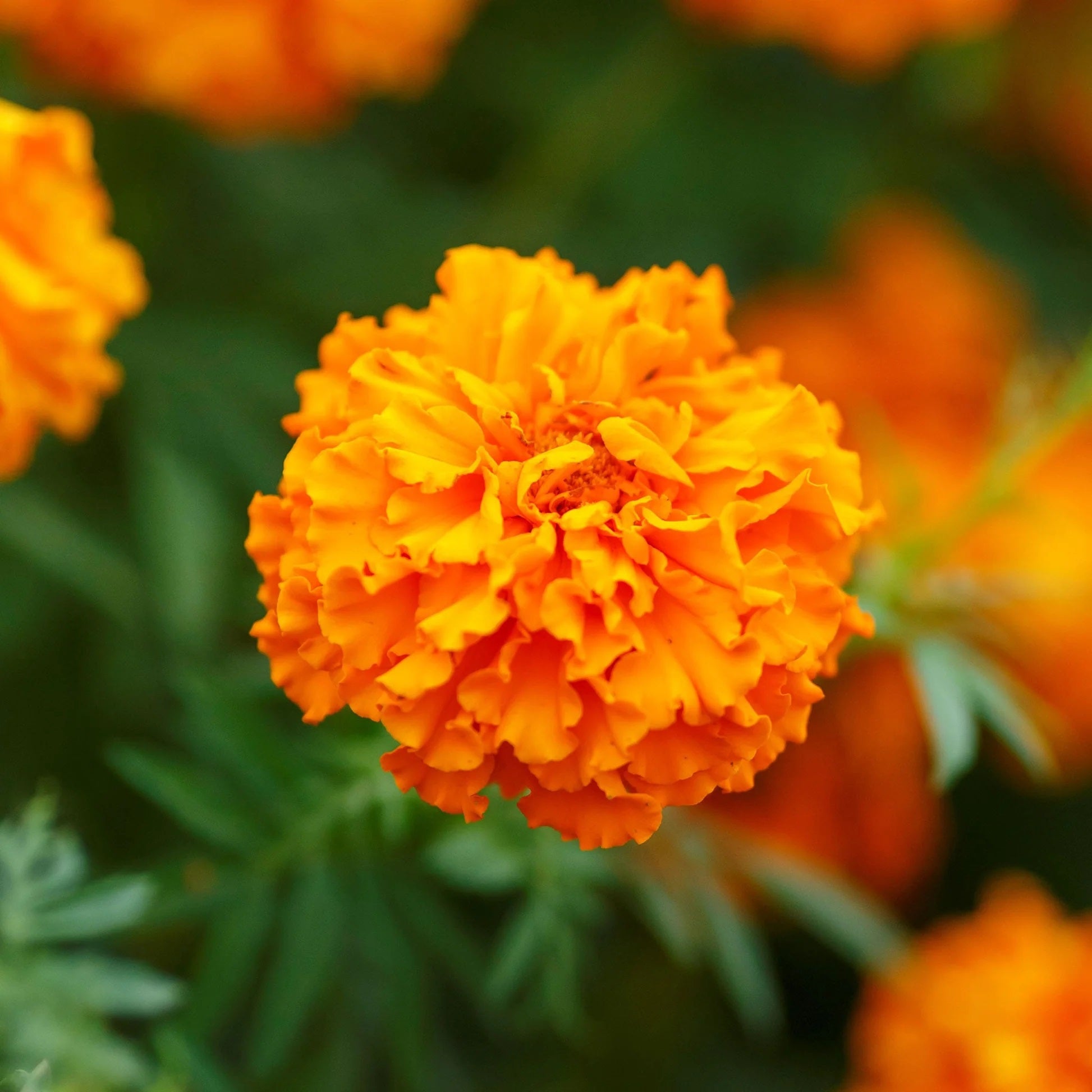 hawaiian flower seeds 200 Hawaiian Marigold Flower Seeds – New Hill Farms