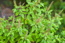 Load image into Gallery viewer, 100 Holy Basil Herb Seeds
