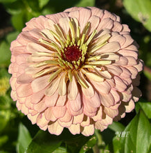 Load image into Gallery viewer, 25 Honey Rose Blush Zinnia Flower Seeds
