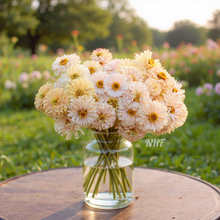Load image into Gallery viewer, 20 Honey Rose Blush Zinnia Flower Seeds
