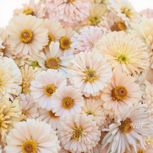 Load image into Gallery viewer, 20 Honey Rose Blush Zinnia Flower Seeds
