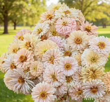 Load image into Gallery viewer, 20 Honey Rose Blush Zinnia Flower Seeds
