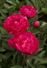 Load image into Gallery viewer, 10 Herbaceous Peony Flower Seeds
