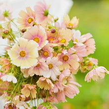 Load image into Gallery viewer, 25 Apricot Lemonade Cosmos Flower Seeds
