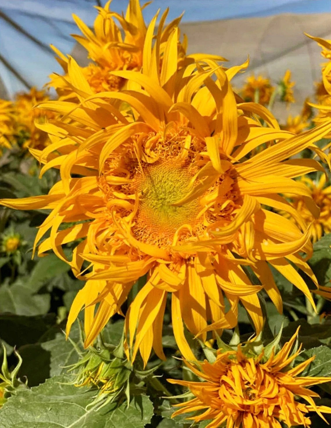 sunflower 2本 25 Just Crazy Sunflower Seeds – New Hill Farms