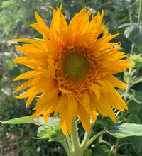 Load image into Gallery viewer, 25 Just Crazy Sunflower Seeds

