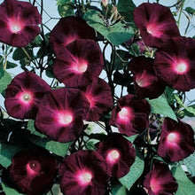 Load image into Gallery viewer, 25 Knowlians Black Morning Glory Flower Seeds
