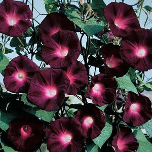 25 Knowlians Black Morning Glory Flower Seeds