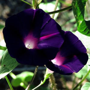 25 Knowlians Black Morning Glory Flower Seeds