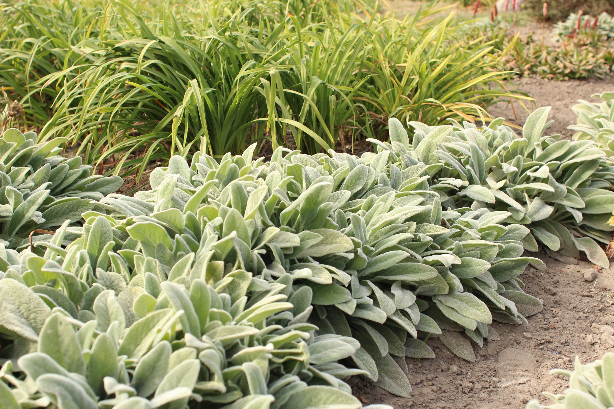 lambs ear plant seeds 100 Lambs Ear Flower Seeds – New Hill Farms