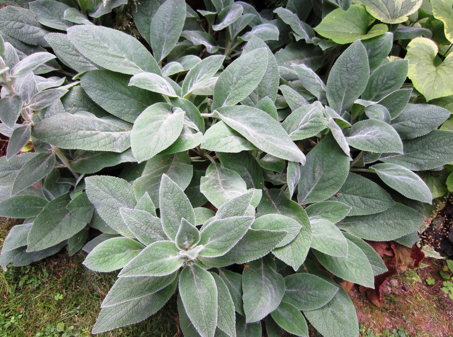 planting lambs ear seeds 100 Lambs Ear Flower Seeds – New Hill Farms