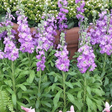 Load image into Gallery viewer, 50 Lilac Stock Flower Seeds
