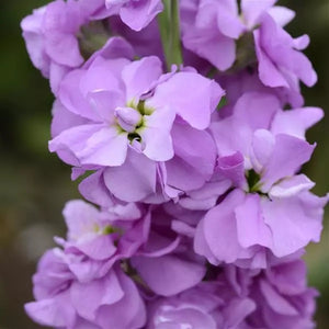 50 Lilac Stock Flower Seeds