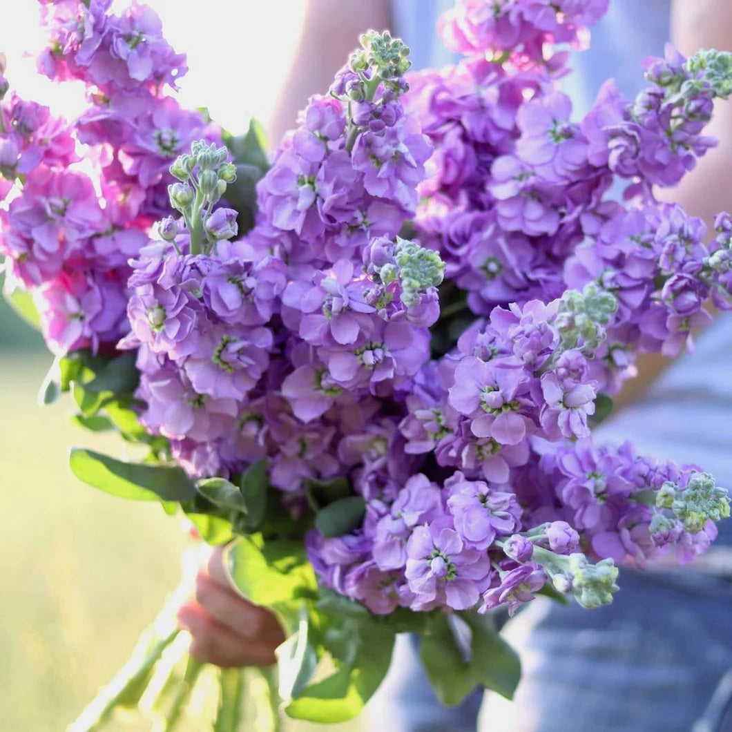 50 Lilac Stock Flower Seeds