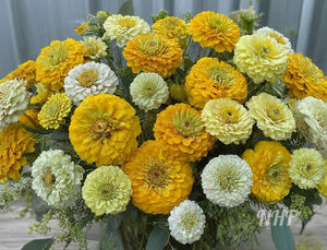 100 "Lemon Meringue" Zinnia Flower Seeds