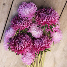 Load image into Gallery viewer, 50 Lilac Tiger Paw Aster Flower Seeds
