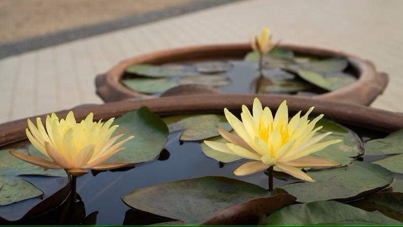 white lotus water lily Bonsai White Water Lily Kit / White Lotus Flower Seeds – New Hill Farms