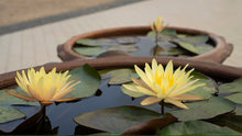 Load image into Gallery viewer, Bonsai White Water Lily Kit / White Lotus Flower Seeds
