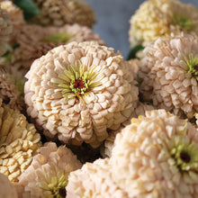 Load image into Gallery viewer, 20 Linen Blush Zinnia Flower Seeds
