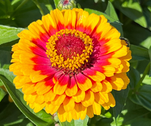 Load image into Gallery viewer, 50 Macarenia Zinnia Flower Seeds
