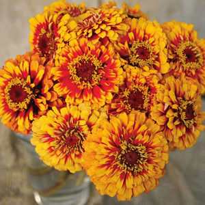 50 Macarenia Zinnia Flower Seeds