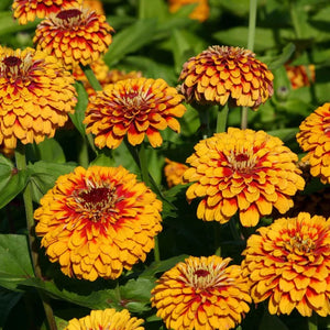 50 Macarenia Zinnia Flower Seeds