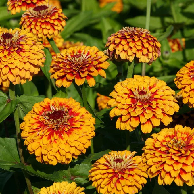 50 Macarenia Zinnia Flower Seeds