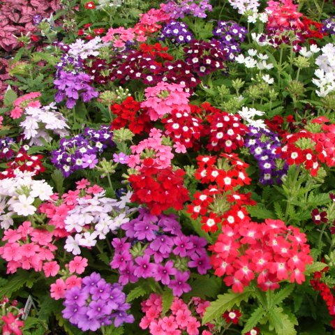 verbena seeds planting 400 Mammoth Verbena Flower Seeds
