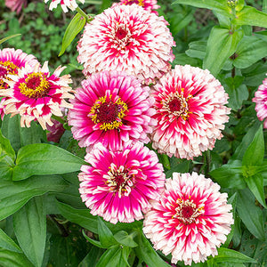 50 Mazurkia Zinnia Flower Seeds
