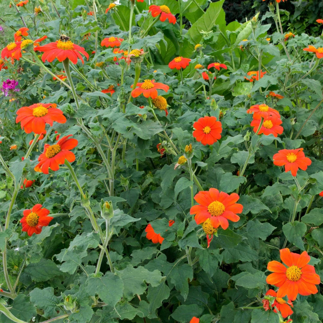 planting mexican sunflower seeds 50 Torch Red Mexican Sunflower Seeds – New Hill Farms