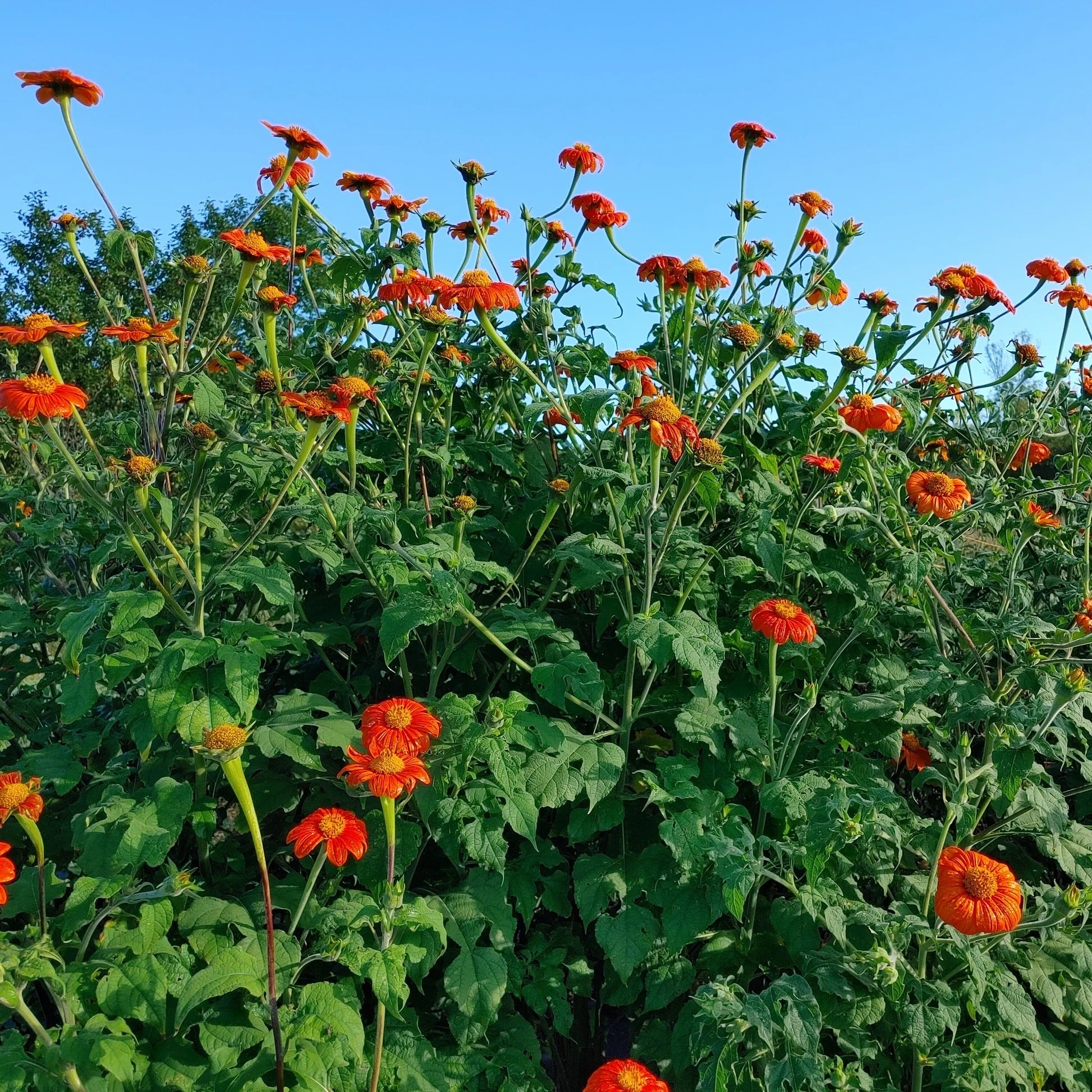where to find torch flower seeds 50 Torch Red Mexican Sunflower Seeds – New Hill Farms