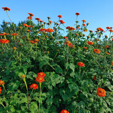 Load image into Gallery viewer, 50 Torch Red Mexican Sunflower Seeds
