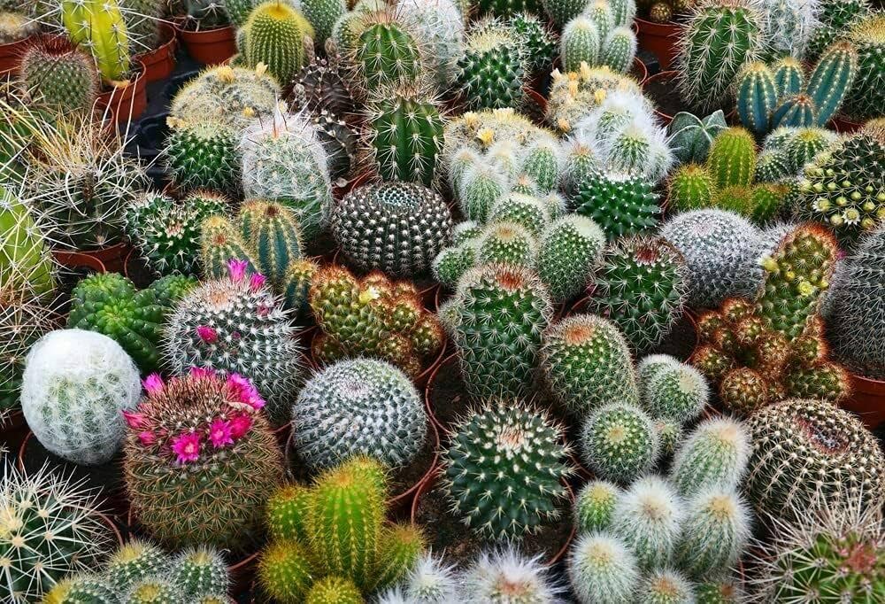50 Mini Cactus Seeds – New Hill Farms