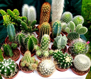 50 Mini Cactus Seeds  New Hill Farms