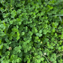 Load image into Gallery viewer, Bulk Pack 25000 Mini White Clover Cover Crop Seeds
