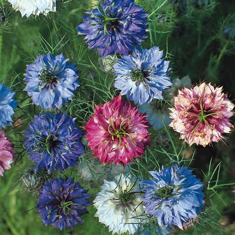 middlemist flower seeds 200+ “Miss Jekyll” Nigella Mixed Color Flower Seeds