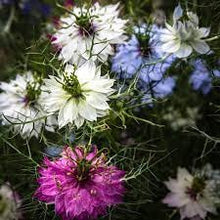 Load image into Gallery viewer, 200+ “Miss Jekyll” Nigella Mixed Color Flower Seeds
