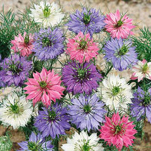 Load image into Gallery viewer, 200+ “Miss Jekyll” Nigella Mixed Color Flower Seeds
