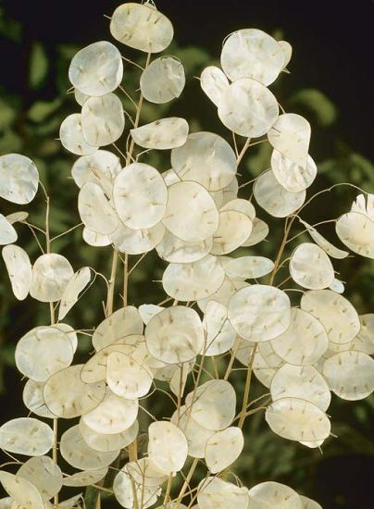 buy money tree seeds 100 Money Plant Flower Seeds