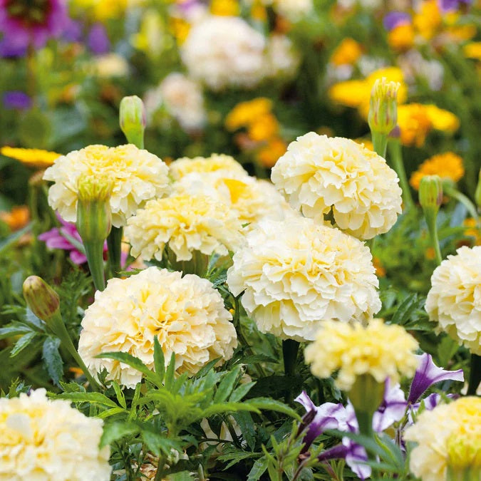 african marigold seed to flower 50 Moonlight Dwarf African Marigold Flower Seeds – New Hill Farms