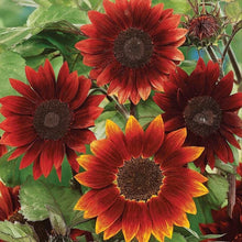 Load image into Gallery viewer, 25 Moulin Rouge Sunflower Seeds
