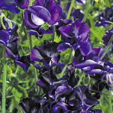 Load image into Gallery viewer, 25 Royal Navy Sweet Pea Flower Seeds
