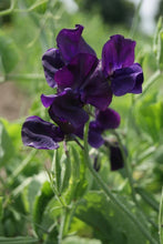 Load image into Gallery viewer, 25 Royal Navy Sweet Pea Flower Seeds

